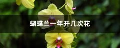 蝴蝶兰一年开几次花