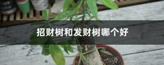 招财树和发财树哪个好