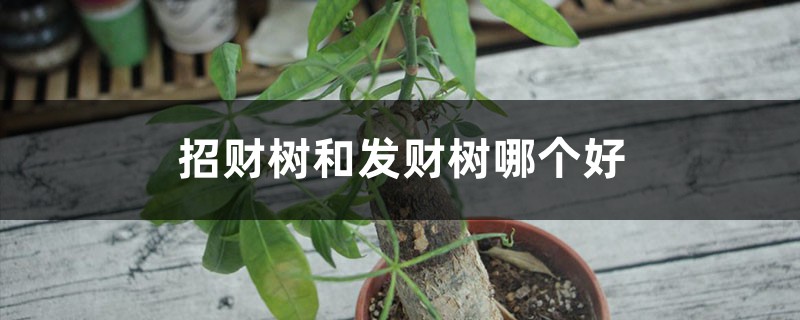 招财树和发财树哪个好 招财树和发财树哪个好