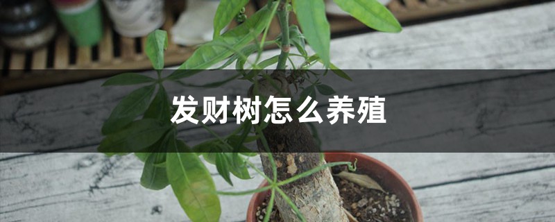 发财树怎么养殖 发财树怎么养殖
