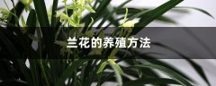 兰花的养殖方法