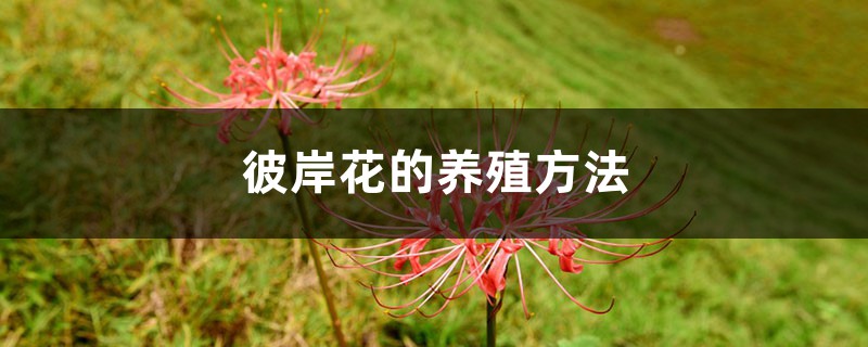 彼岸花的养殖方法 彼岸花的养殖方法