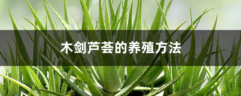 木剑芦荟的养殖方法 木剑芦荟的养殖方法