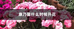 康乃馨什么时候开花