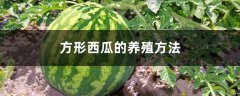 方形西瓜的养殖方法