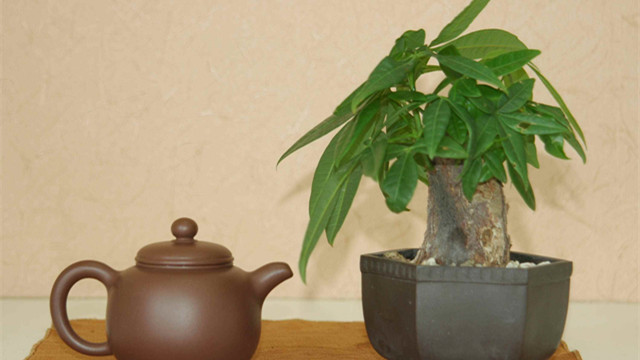 发财树和金钱树的区别 发财树和金钱树的区别