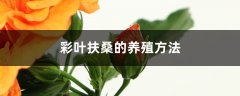 彩叶扶桑的养殖方法