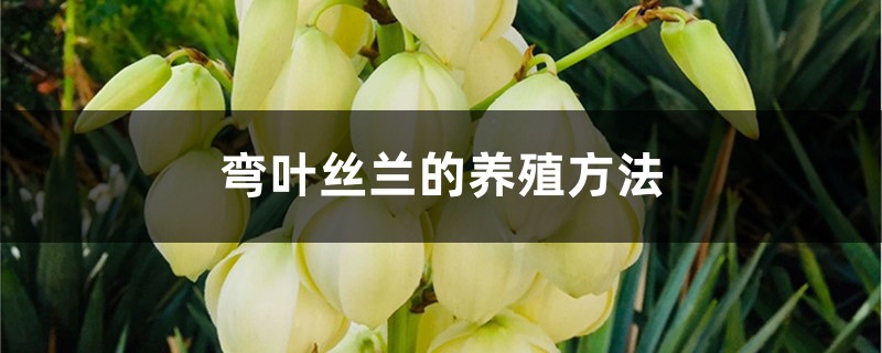 弯叶丝兰的养殖方法