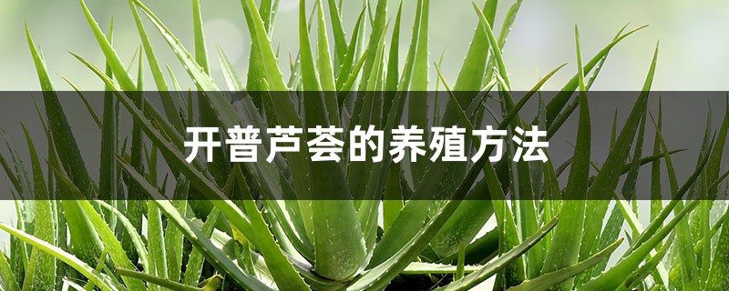 开普芦荟的养殖方法 开普芦荟的养殖方法