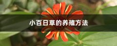 小百日草的养殖方法