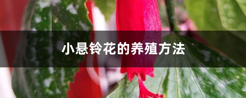 小悬铃花的养殖方法 小悬铃花的养殖方法