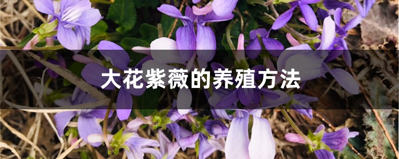 大花紫薇的养殖方法