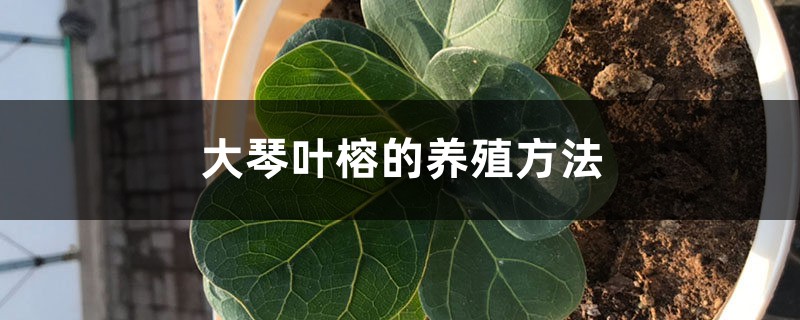 大琴叶榕的养殖方法 大琴叶榕的养殖方法