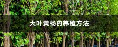 大叶黄杨的养殖方法