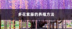 多花紫藤的养殖方法