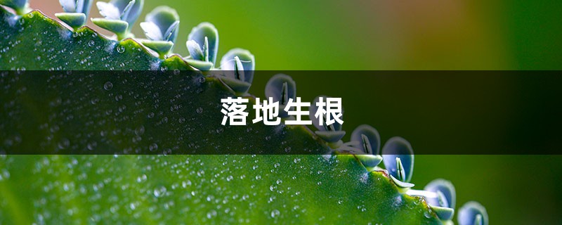 这花再好看也别养，落地生根就疯长，简直就是生物入侵！