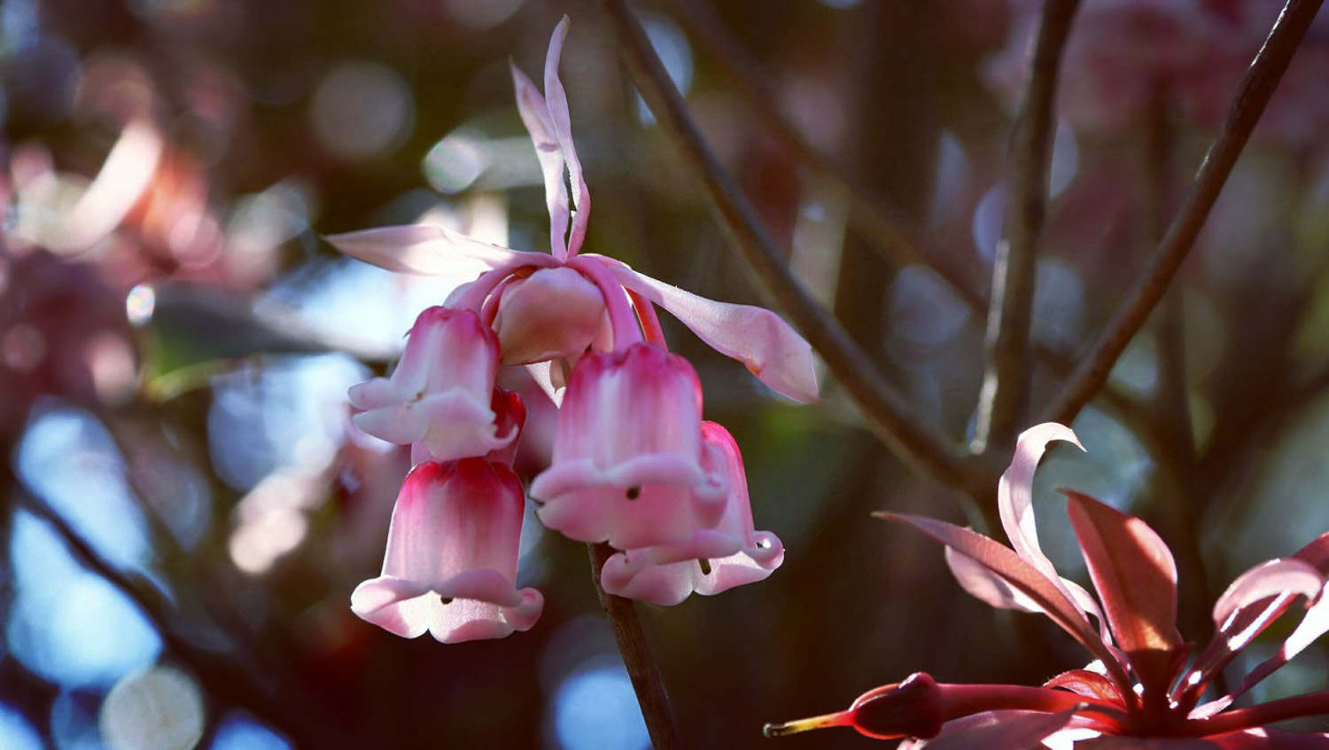 吊钟花