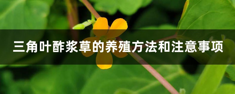 三角叶酢浆草的养殖方法和注意事项