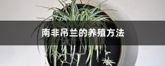 南非吊兰的养殖方法