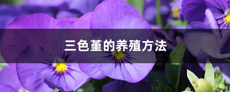 三色堇的养殖方法 三色堇的养殖方法