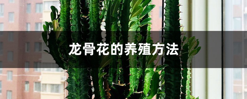 龙骨花的养殖方法