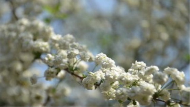 李叶绣线菊和珍珠绣线菊的区别 李叶绣线菊和珍珠绣线菊的区别
