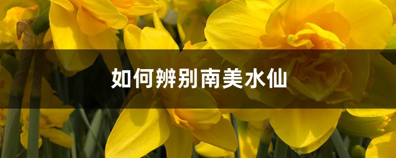 如何辨别南美水仙 如何辨别南美水仙