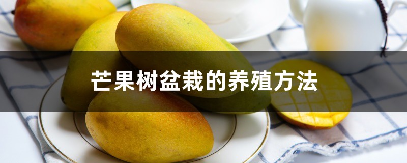 芒果树盆栽的养殖方法 芒果树盆栽的养殖方法