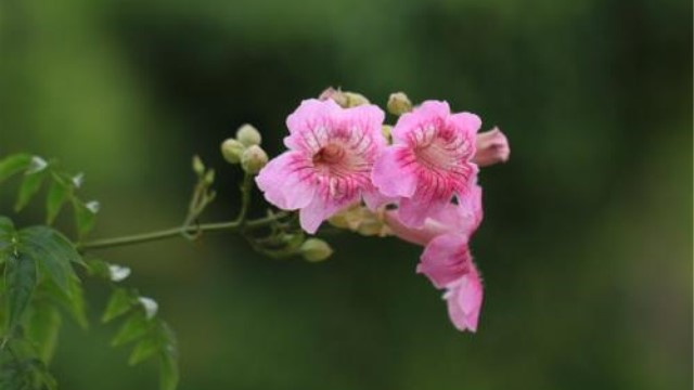 紫芸藤的养殖方法 紫芸藤的养殖方法