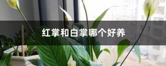 红掌和白掌哪个好养