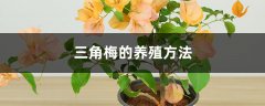 三角梅的养殖方法