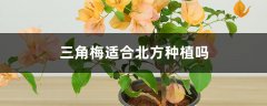 三角梅适合北方种植吗