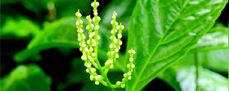 鱼子兰养殖方法 鱼子兰养殖方法