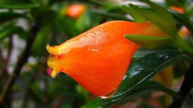 金鱼花的养殖方法及注意事项 金鱼花的养殖方法及注意事项