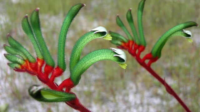 袋鼠花养殖方法 袋鼠花养殖方法