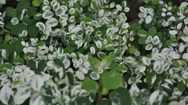 雪花木的养殖方法 雪花木的养殖方法
