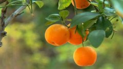 四季橘的养殖方法