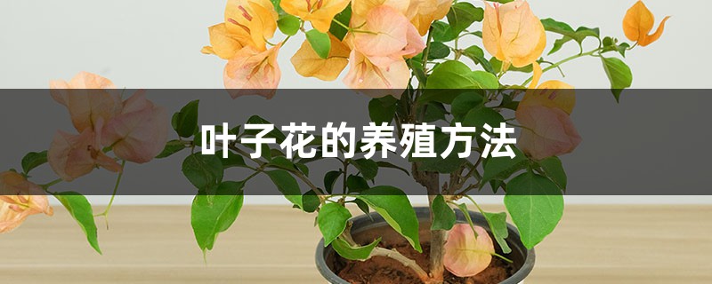 叶子花的养殖方法 叶子花的养殖方法