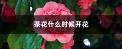 茶花什么时候开花