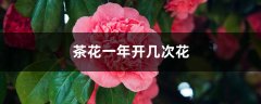 茶花一年开几次花