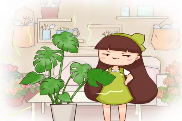 这10种吸烟花,专治二手烟,越养身体越健康! 这10种吸烟花,专治二手烟,越养身体越健康!