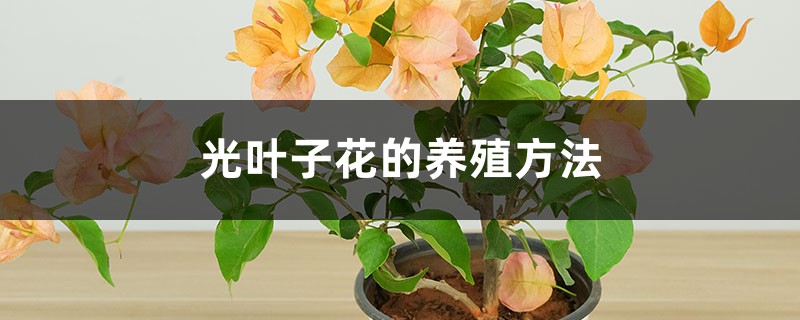 光叶子花的养殖方法 光叶子花的养殖方法