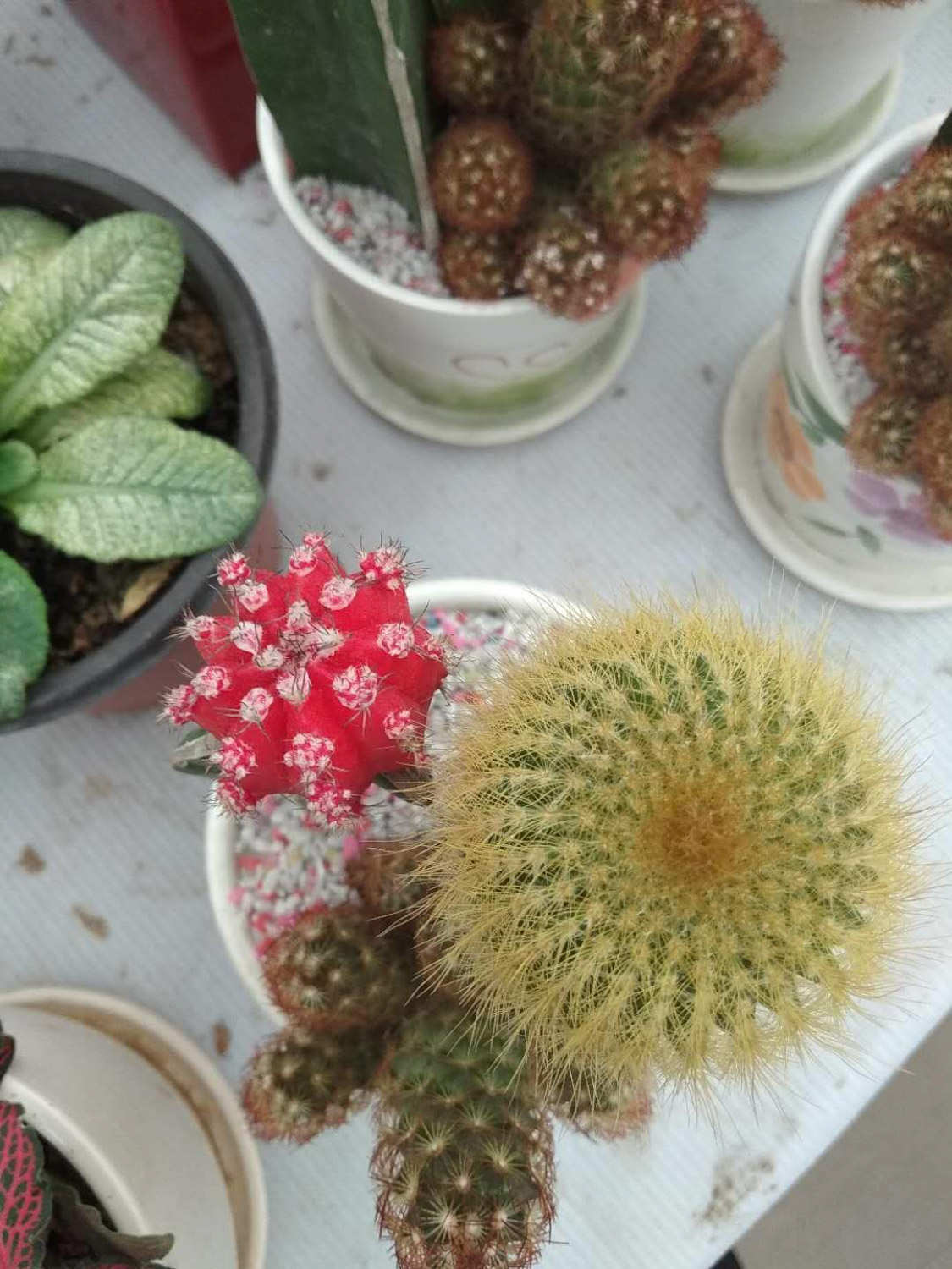 仙人球 仙人球