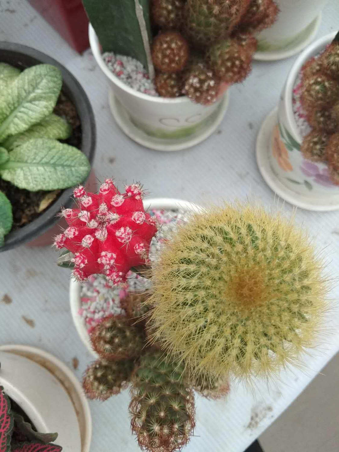 仙人球 仙人球
