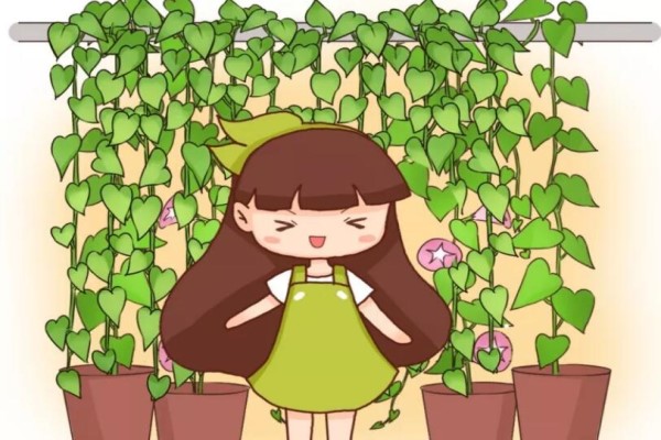 这花10天蹿2米, 200平的房子都装不下! 这花10天蹿2米, 200平的房子都装不下!
