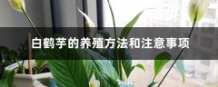 白鹤芋的养殖方法和注意事项