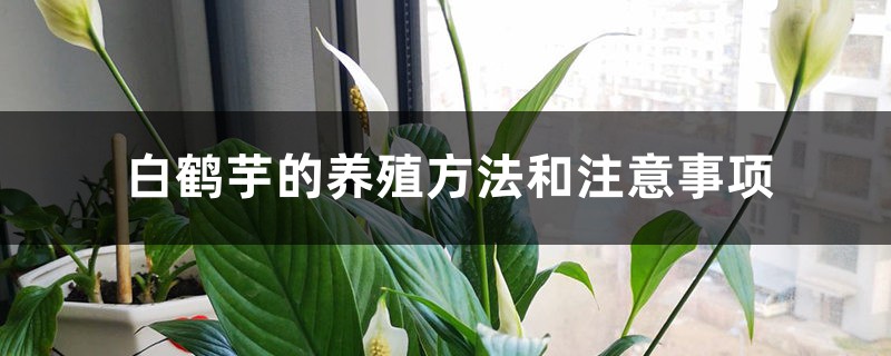 白鹤芋的养殖方法和注意事项 白鹤芋的养殖方法和注意事项