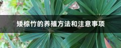 矮棕竹的养殖方法和注意事项