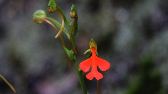 绿花玉凤花的养殖方法 绿花玉凤花的养殖方法