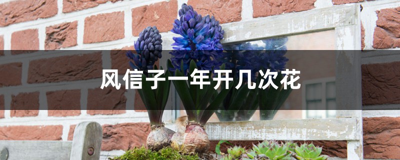 风信子一年开几次花 风信子一年开几次花